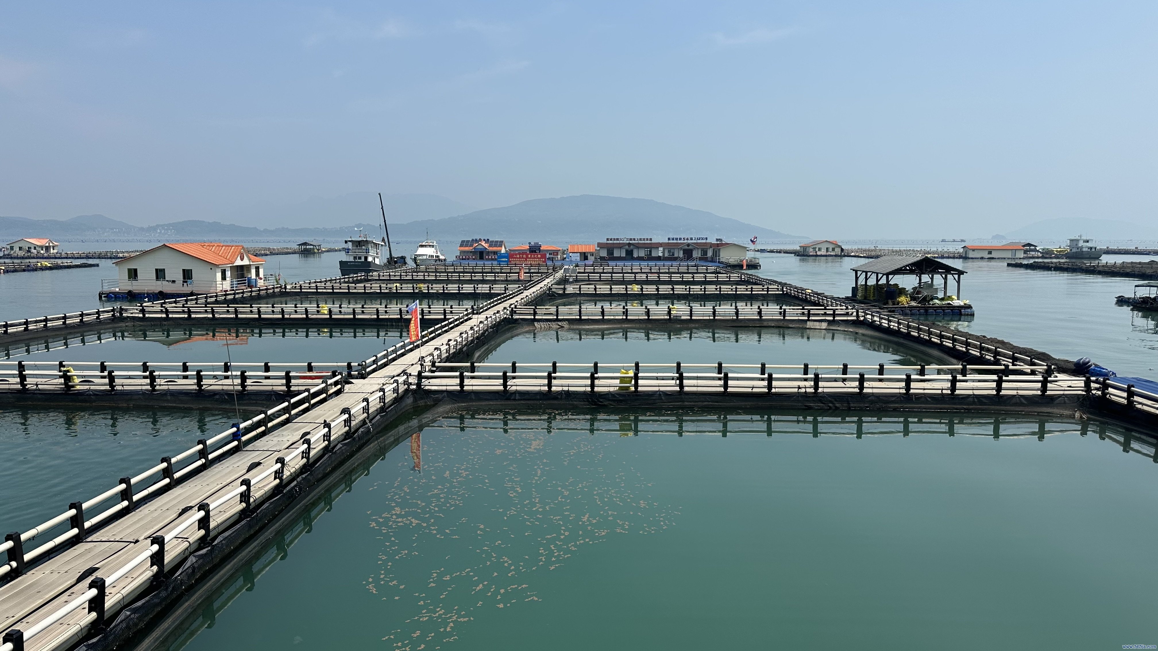宁德大黄鱼繁衍基地。东说念主民网记者 王绍绍摄
