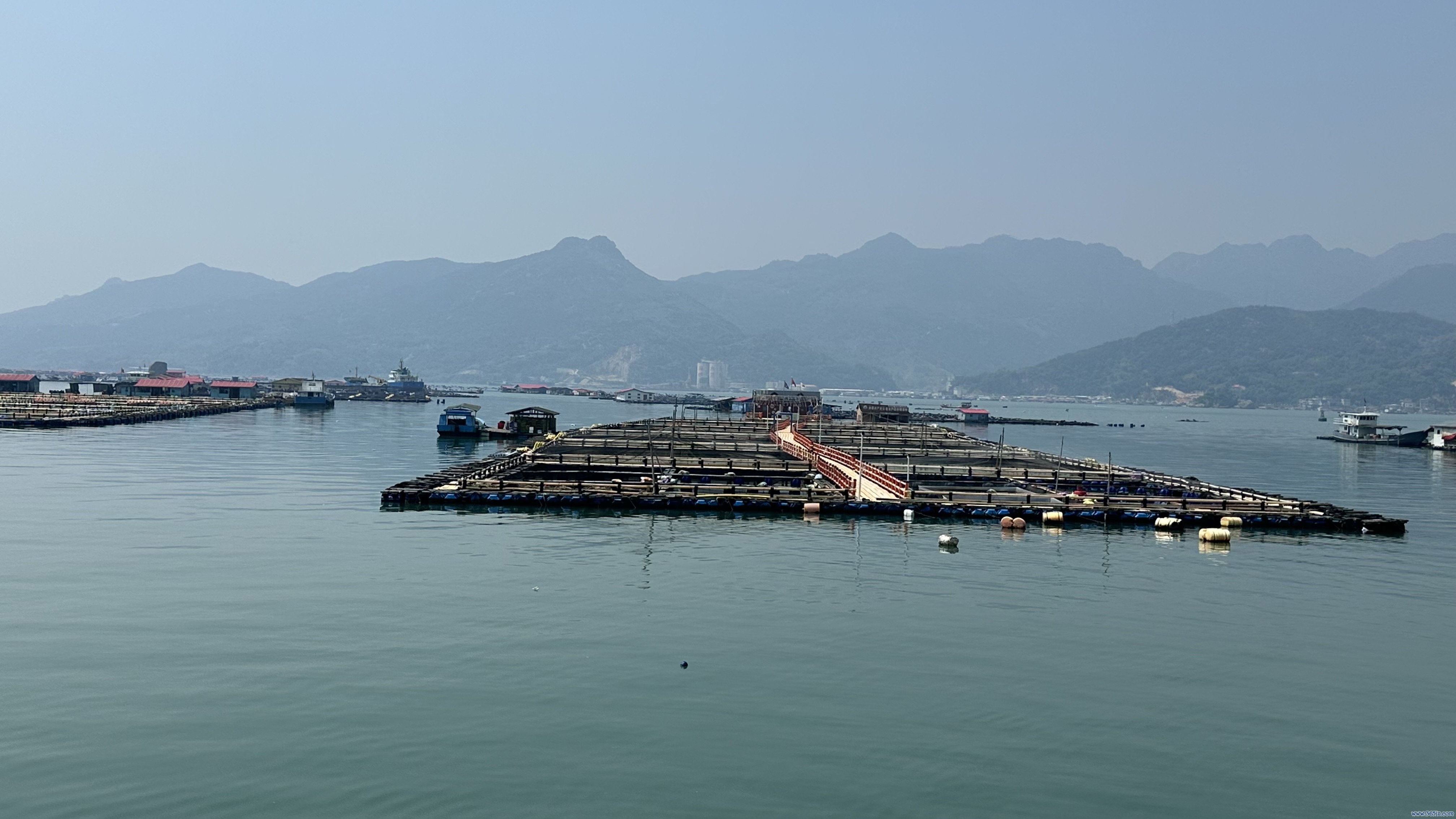 宁德大黄鱼繁衍基地。东说念主民网记者 王绍绍摄